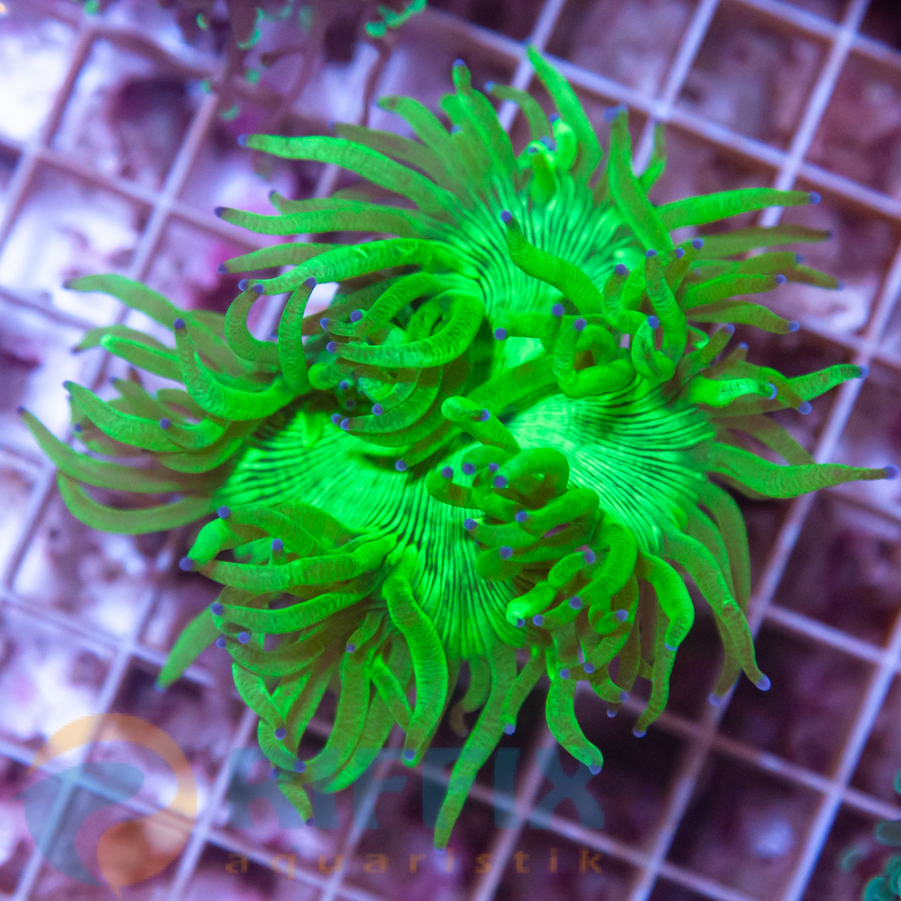 Catalaphyllia jardinei Wunderkoralle (Premium)